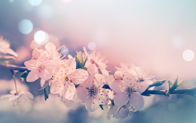 Cartão de primavera com florescer com efeito de luz suave