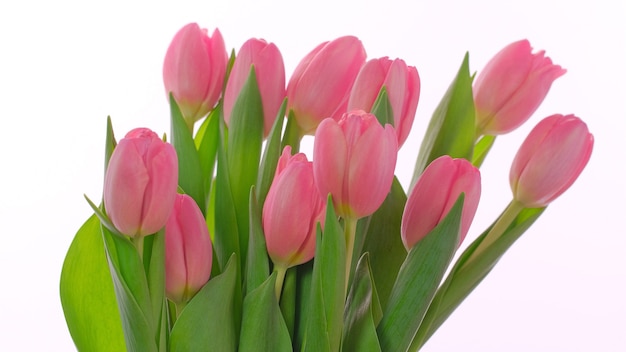 Cartão-de-rosa para o dia das mães, dia da mulher, 8 de março com flores de tulipas cor de rosa em fundo branco. conceito para o dia das mães, dia dos namorados, aniversário. postura plana, espaço de cópia