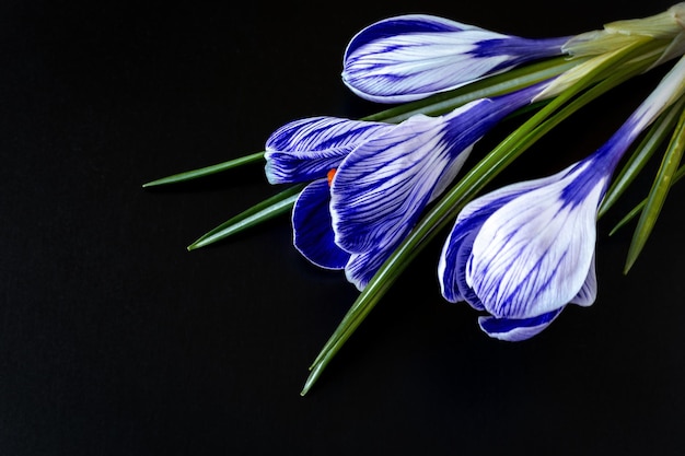 Foto cartão de simpatia com flores de açafrão em fundo preto. fechar-se. foco seletivo