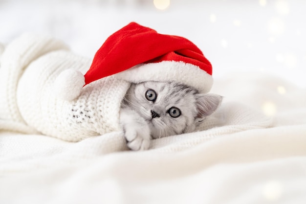 Cartão do gato de Natal curioso engraçado listrado gatinho scottish fold no Natal com chapéu de Papai Noel vermelho