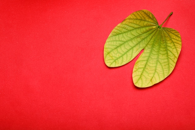 Cartão Dussehra usando apta / Bauhinia racemosa