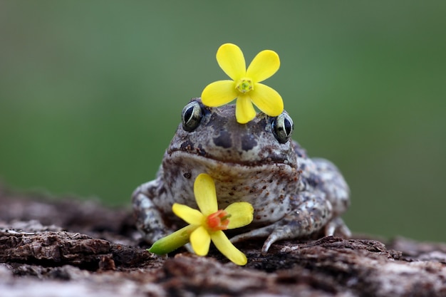 Foto cartão engraçado com um sapo e uma flor