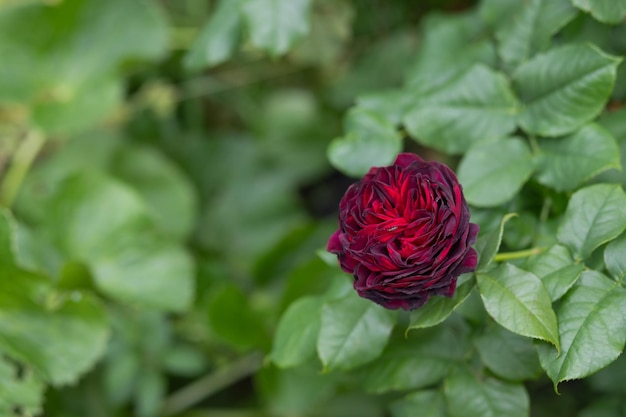 Cartão floral de primavera de conto de fadas misterioso com fabulosas flores de rosa vermelha escura florescendo jardim de fantasia de verão em fundo desfocado linda rosa delicada no jardim