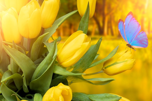 Cartão postal de verão. tulipas amarelas com borboleta azul no parque no verão. Foto de alta qualidade