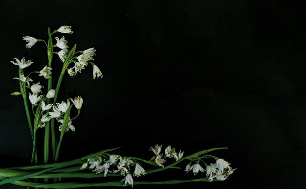 Cartão postal plano para funeral de morte Flores brancas em fundo preto