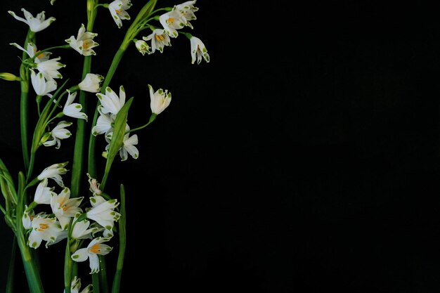 Cartão postal plano para funeral de morte Flores brancas em fundo preto