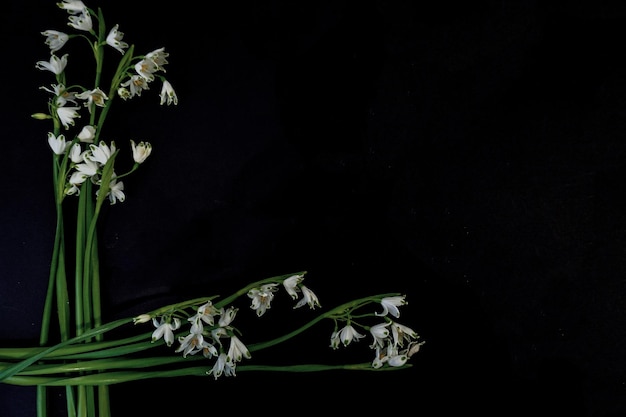 Cartão postal plano para funeral de morte Flores brancas em fundo preto