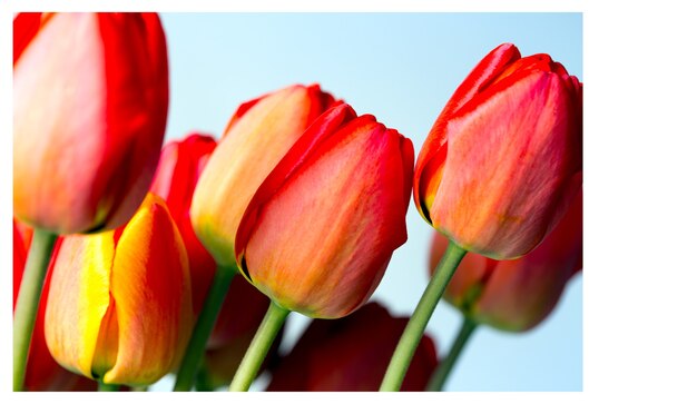 Cartão - tulipas vermelhas em um fundo branco