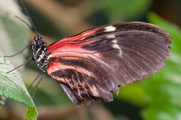 Carteiro borboleta (heliconius melpomene) descansando em uma folha