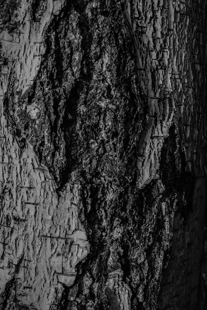 Foto cartel de corteza de árbol en blanco y negro