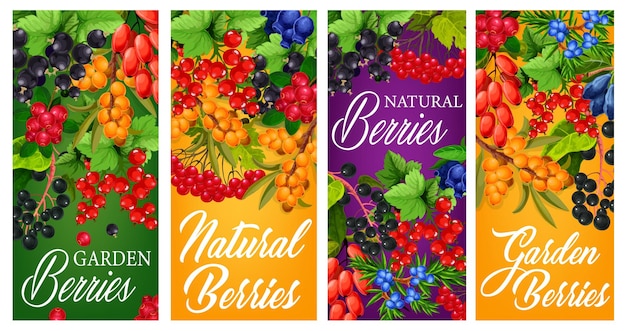 Carteles de vector de cosecha de bayas de jardín natural