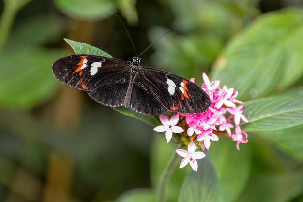 Cartero Mariposa heliconius melpomene