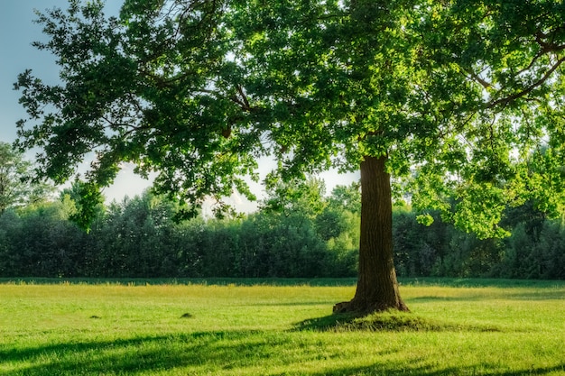 Carvalho com folhagem verde no campo de verão na luz do sol