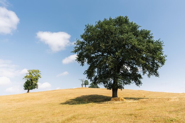 Carvalho em uma paisagem de verão