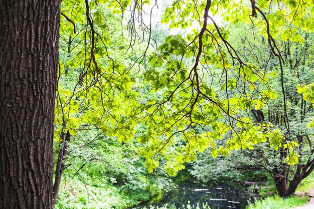 Carvalho iluminado pelo sol sobre o rio da floresta no parque da cidade