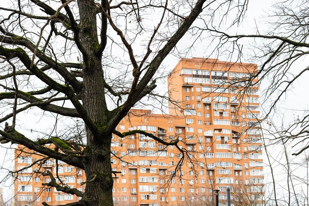 Carvalho nu e casa de apartamentos de arranha-céus laranja