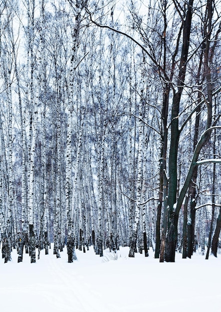 Carvalho nu no bosque de bétulas