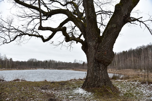 Carvalho velho na margem de um lago da floresta no inverno