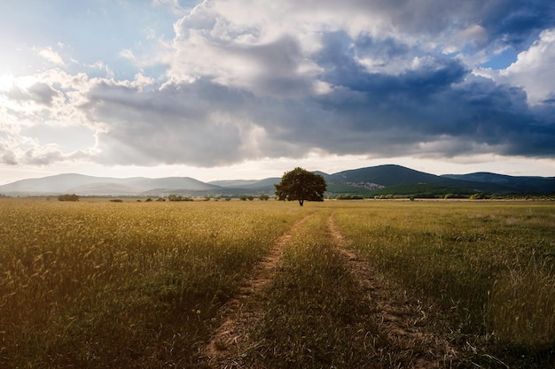 Carvalho velho solitário em um campo ao pôr do sol de primavera