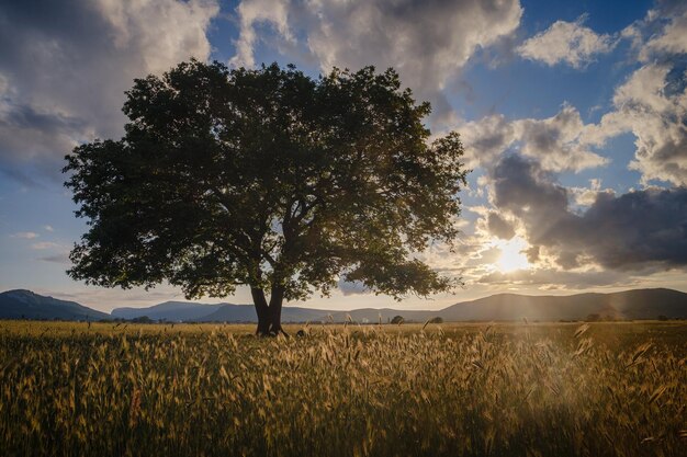 Carvalho velho solitário em um campo ao pôr do sol de primavera