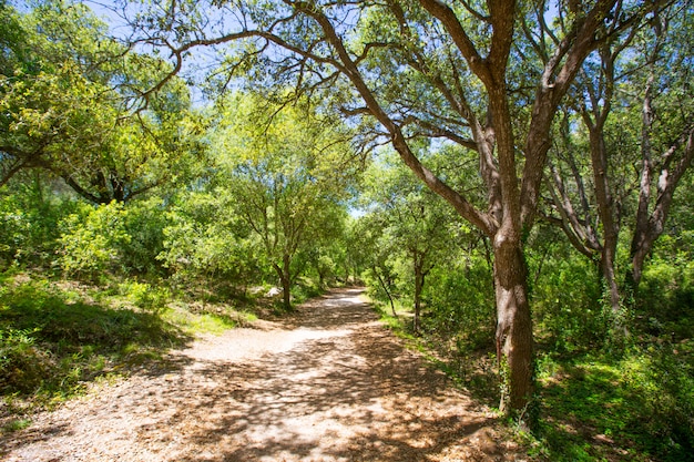 Carvalhos da floresta de Menorca em Cala en Turqueta Ciudadela