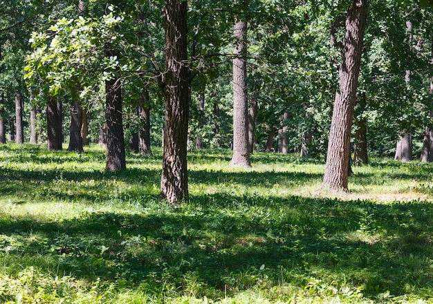 Carvalhos no parque gramado verde de verão