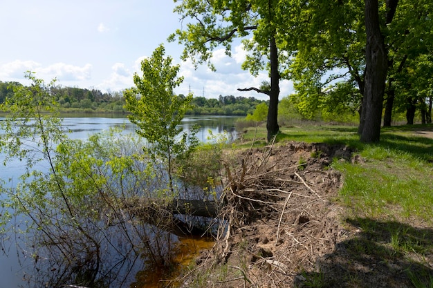 Carvalhos quebrados caídos na água após a inundação da primavera Crise na natureza