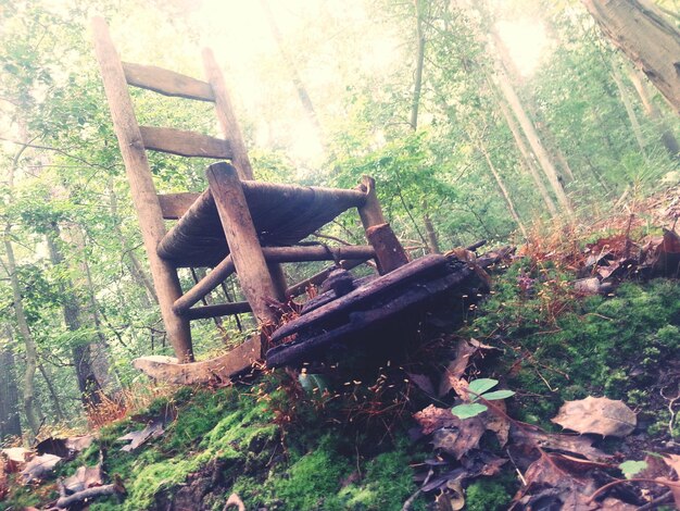 Foto casa abandonada en el bosque