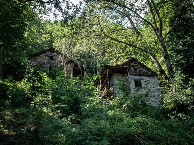 Foto casa abandonada en medio de los árboles en el bosque
