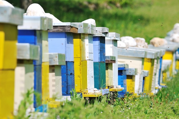 casa de abejas en el prado con flores y hierba verde fresca en la temporada de primavera