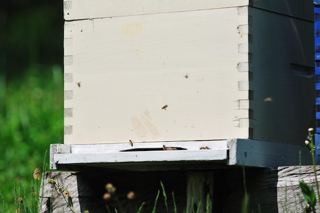 casa de abejas en el prado con flores y hierba verde fresca en la temporada de primavera