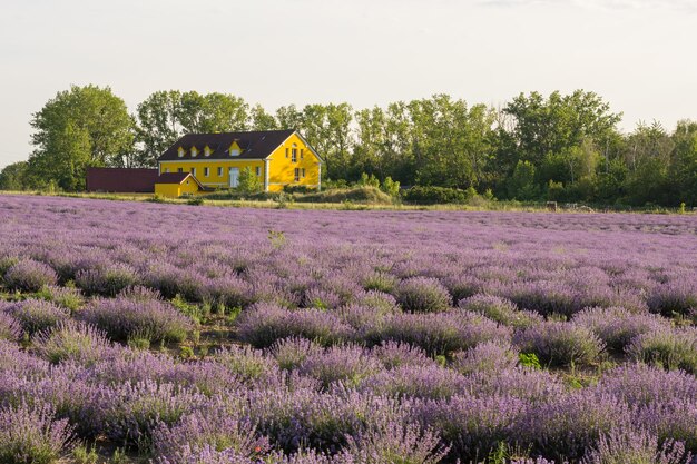 Casa amarilla y un colorido campo de lavanda.