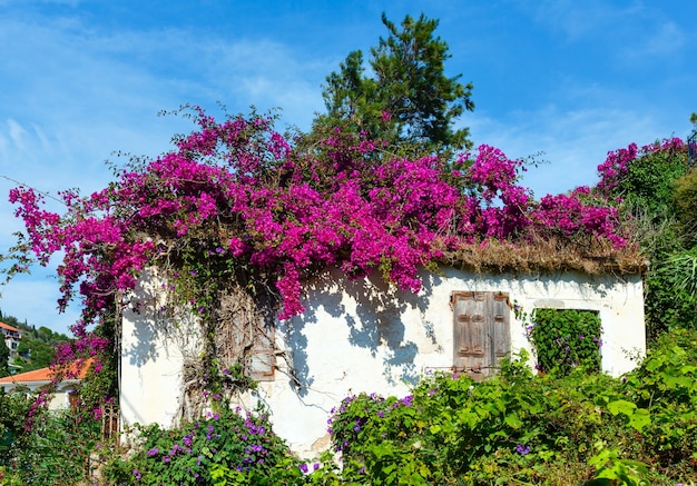 Casa antigua con árbol en flor en el techo