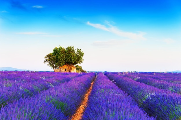 Casa antigua en campo de lavanda al atardecer cerca de Valensole, Provenza, Francia. Enfoque selectivo. Hermoso paisaje de verano.