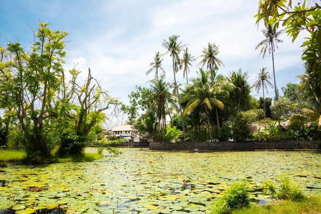 Casa ao lado de palmeiras e lagoa de lótus na ilha de Bali Indonésia