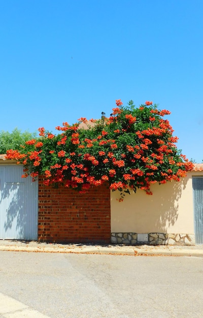 Foto una casa con un arbusto de flores rojas a un lado.