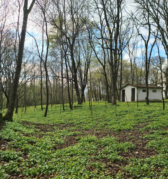 Una casa blanca en un campo con muchas hojas en el suelo.