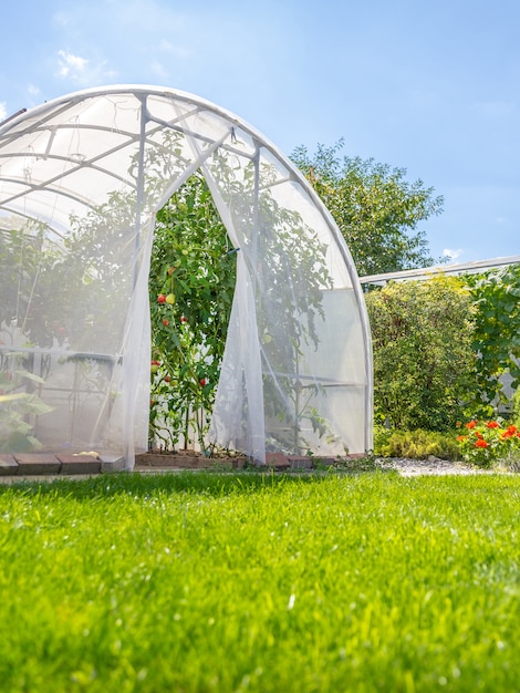 Casa cálida con tomates en el jardín de la casa privada en el patio trasero