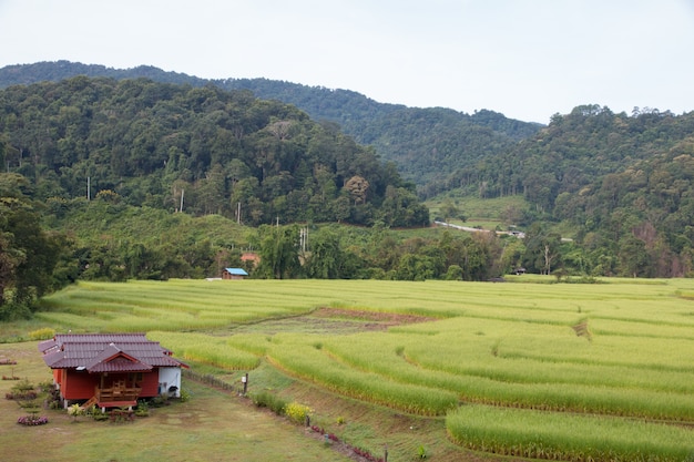 casa en campo de arroz verde - paisaje de campo.