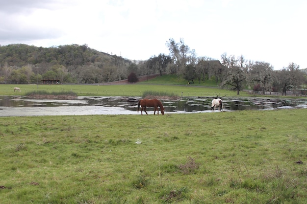 casa de campo en california