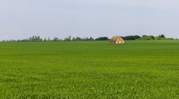 Una casa de campo en un campo con cereales verdes.