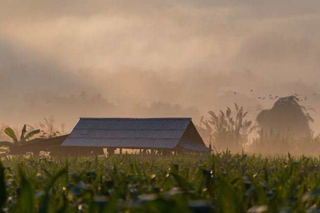 Casa de campo entre los campos de maíz durante la mañana brumosa