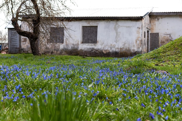 Una casa con un campo de flores azules frente a ella.