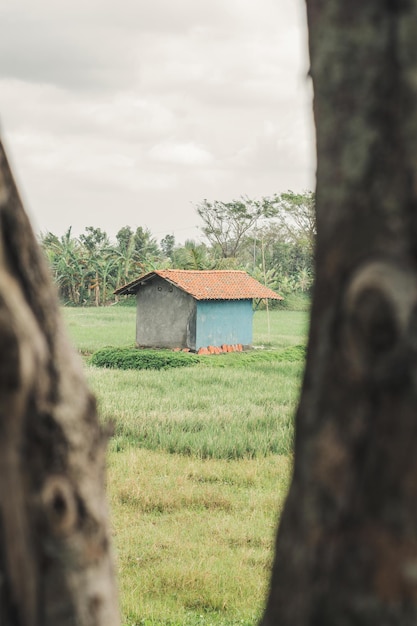 Una casa de campo rodeada de arrozales.