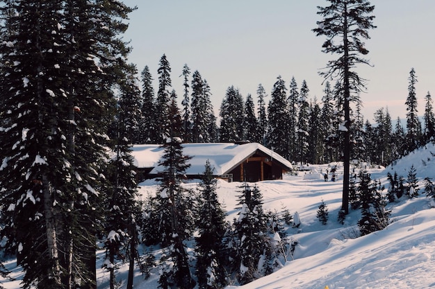 Casa coberta de neve no meio das árvores