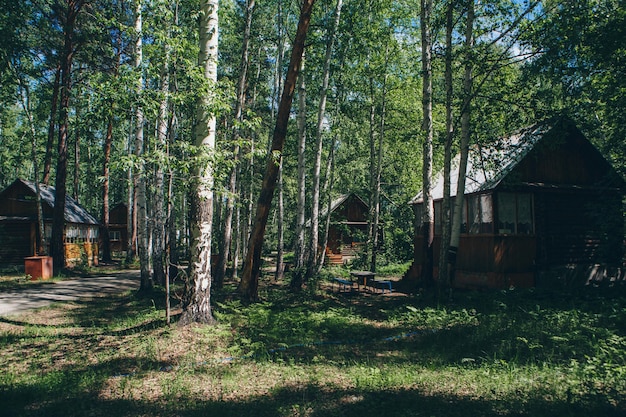 Casa de madeira de verão em um bosque de bétulas. acampar na floresta. construção ecológica