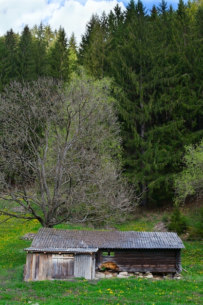 Casa de madeira velha em pinhal