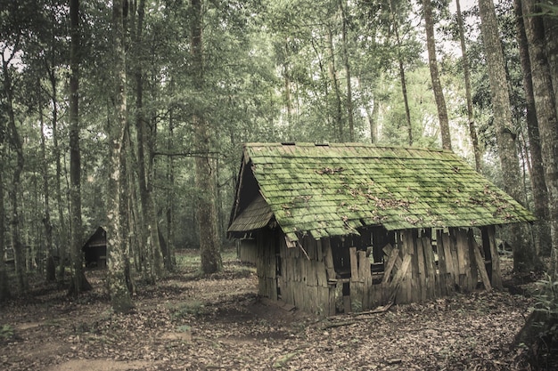 Casa de madeira velha na floresta