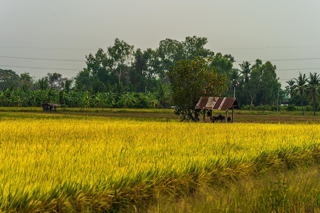 Casa de madeira velha na orelha dourada da planta de arroz de jasmim tailandês no campo de arroz orgânico na colheita agrícola do país da Ásia com fundo do céu pôr do sol