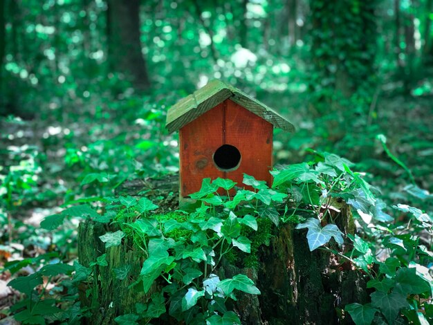 Foto casa de pássaros de madeira na floresta na primavera